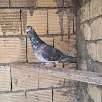 نر بزک و گوره ای|پرنده|مبارکه, |دیوار