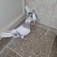 دمگیر نقره ای درجه یک