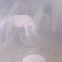 فروش بزغاله شکم اول|حیوانات مزرعه|بن, |دیوار