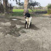 سگ قدر جونی اصل 11ماه بگیر نگهبانی بشرط میدم