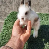 خرگوش مینی لوپ و همستر روبروفسکی