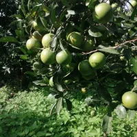 فروش پرتقال سردرختی|خوردنی و آشامیدنی|چابکسر, |دیوار