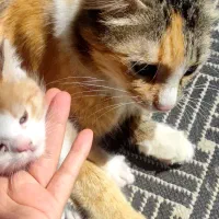 واگذاری بچه گربه