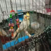 عروس هلندی سخنگو