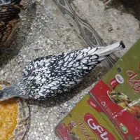 مرغ و خروس|حیوانات مزرعه|مشهد, قائم|دیوار