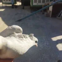 کفتر پلنگ افغانی و طاووسی ،ساده کاملی و کله سیاه|پرنده|مشهد, امیریه|دیوار