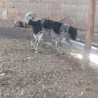 لاس|سگ|پیر بکران, |دیوار