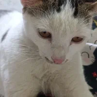 واگذاری رایگان گربه