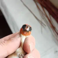 سره نر دوتا خال چونه  داره قد قواره دار|پرنده|صوفیان, |دیوار