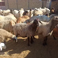 60 عدد گوسفند داشتی