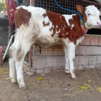 گوساله سیمینتال نر ۴ ماهه قرمز شرابی جنس بالا گاو|حیوانات مزرعه|آق قلا, |دیوار