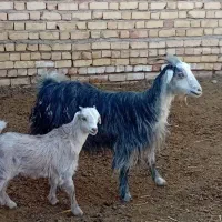 بزه کهردار|حیوانات مزرعه|ارسنجان, |دیوار