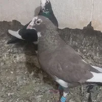 نرو ماده قره کرمونی