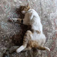 واگذاری گربه نر سالم و سرحال|گربه|کرمانشاه, |دیوار