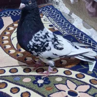 کله اهوازی نر|پرنده|اهواز, حصیرآباد|دیوار
