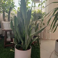 گل سانسوریا مهتابی ،پاکوتاه ، یوکا وآمستل،|گل و گیاه طبیعی|مشهد, بهاران|دیوار