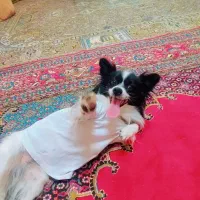 پامرانین نر 2 ساله
