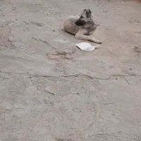 واگذاری سگ سرابی ماده ۸ ماهه شناسنامه دار