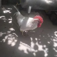 دو عدد خروس