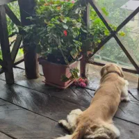 واگزاری گلدن اصیل فول اموزش فی ۱۵