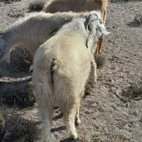 فروش ۴۰ عدد بز محلی