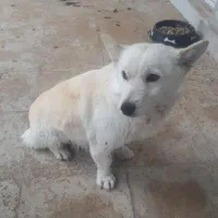 سگ پا کوتاه اشپیدز ماده|سگ|محمدشهر, محمدشهر|دیوار