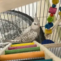 عروس هلندی وایت فیس و گل باقالی نر|پرنده|تهران, جیحون|دیوار