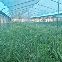 سازه گلخانه گالوانیزه جوشی کیفیت برتر|مصالح و تجهیزات ساختمان|سیاخ دارنگون, |دیوار