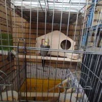 یک جفت عروس هلندی