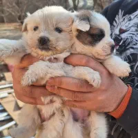 توله سگ پاکوتاه