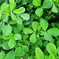 یونجه چین اول دیم