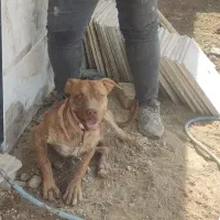 سگ پیت بول نر8ماهه اصیل|سگ|باغستان, |دیوار