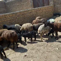 میش بره دار بز قوچ