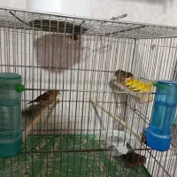 فروش 12تا جوجه قناری