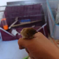 1 جفت فنج به فروش میرسد|پرنده|اقبالیه, |دیوار