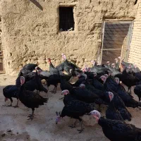 بوقلمون سیاه محلی (عجب شیر)