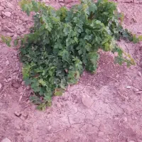 باغ انگور ۳۶۰ متری|فروش زمین و ملک کلنگی|شیراز, حومه شیراز|دیوار