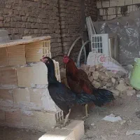 مرغ خروس لاری|حیوانات مزرعه|یزد, |دیوار