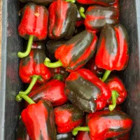 فروشگاه کشاورزی|خدمات باغبانی و درختکاری|شیراز, شهرک بهار|دیوار