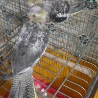دوعدد جوجه عروس تازه دونخور شدن