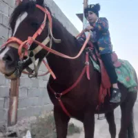 اسب کرد نریان عالی خوش هیکل یورقه|اسب و تجهیزات اسبسواری|تبریز, |دیوار