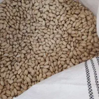 130کیلو پسته دهن بسته پرمغز فقط 500 پول لازم