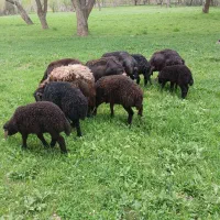 ‌میش|حیوانات مزرعه|زنجان, |دیوار