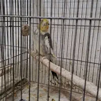 عروس هلندی نر آماده|پرنده|رشت, نیروی دریایی|دیوار