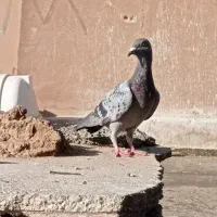پلاکی نر|پرنده|اصفهان, بهرام‌آباد|دیوار