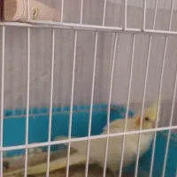 فروش یه تعداد نرو ماده عروس هلندی رنگ لوتینو|پرنده|یزد, |دیوار