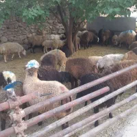 گوسفند زیر شهرداری خوب خوش طعم و زنده