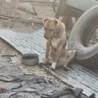 سگ افغان|سگ|سیرجان, |دیوار