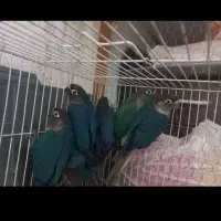 ۷ عدد جوجه تراکوییس نرمال