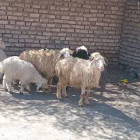 ۵راس میش بره